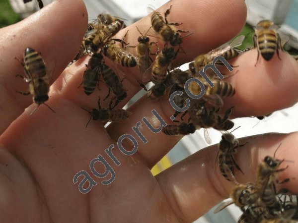 Натуральный мёд