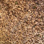 Семена льна масличного