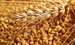 Пшеница 5 класс