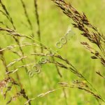 Семена овсяницы: тростниковая, луговая и красная