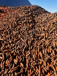 Морковь кормовая