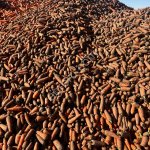 Морковь кормовая