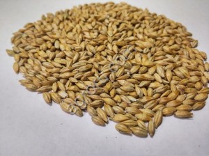 Ячмень. Новороссийск. Продажа.
