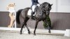 Конь для большого спорта в мире выездки