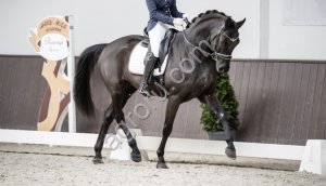 Конь для большого спорта в мире выездки