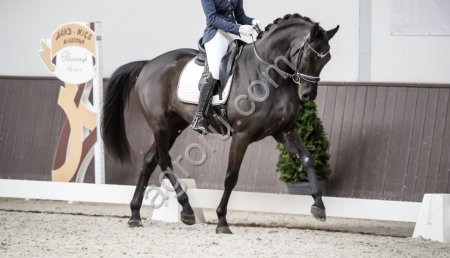 Конь для большого спорта в мире выездки