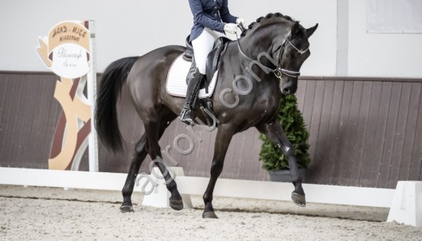 Конь для большого спорта в мире выездки