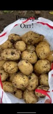 Картофель Ривьера опт