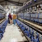 Доильный зал для коз Sylco Параллель