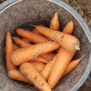 Морковь