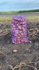 Картофель Тульской области