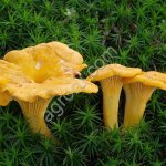 Свежие грибы (лисички)