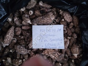 Грибы в Рубцовске