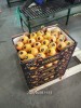 Грейпфрут свежий (производство Марокко)
