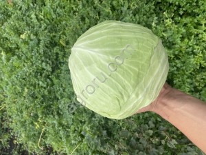 Овощи