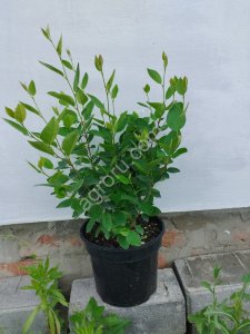 Кизильник блестящий