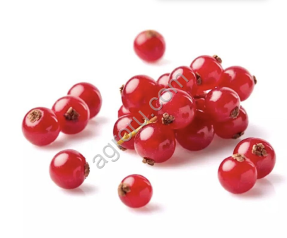 Замороженная ягода : Черника/ Брусника/ Облепиха /Клюква