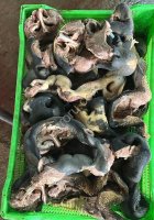 Губонос говяжий опаленный