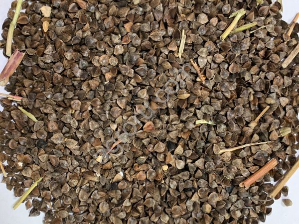 Гречиха сорт Диалог