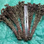 Душица пучки