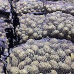 картофель продовольственный