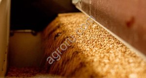 Семена озимой пшеницы Элита