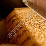 Семена озимой пшеницы Элита