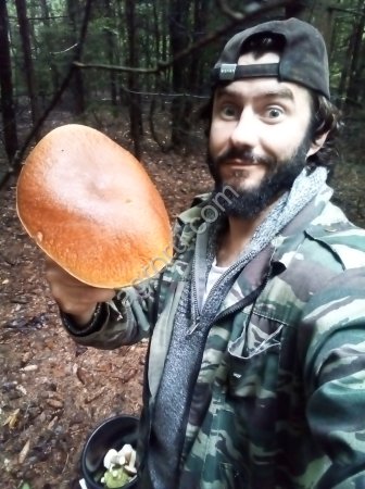 Сушеные грибы