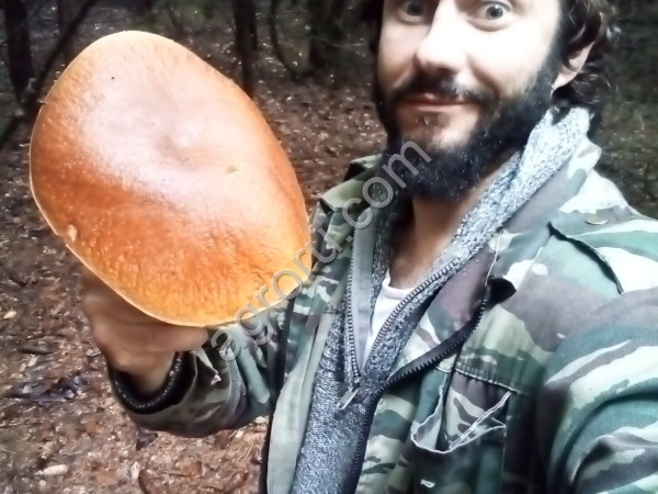 Сушеные грибы