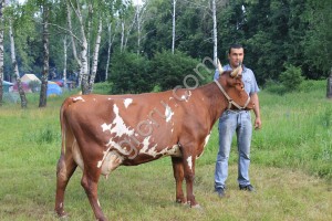 Племенные нетели айрширской породы