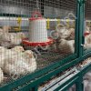 Модульные фермы для откорма цыплят-бройлеров