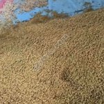 Соя полножирная