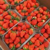 Свежая клубника оптом