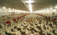 Птицефабрика в Ставропольском крае