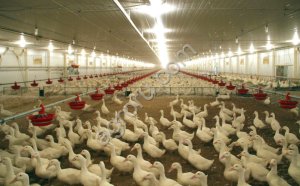 Птицефабрика в Ставропольском крае