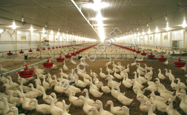 Птицефабрика в Ставропольском крае