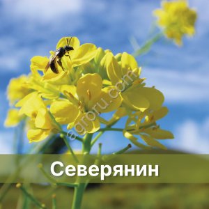Семена Озимого рапса Северянин