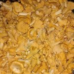 Грибы лисички свежие