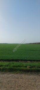 Сельскохозяйственное предприятие по выращиванию зерновых, бобовых культур и сады