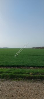 Сельскохозяйственное предприятие по выращиванию зерновых, бобовых культур и сады