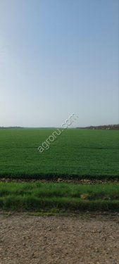 Сельскохозяйственное предприятие по выращиванию зерновых, бобовых культур и сады