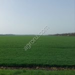 Сельскохозяйственное предприятие по выращиванию зерновых, бобовых культур и сады