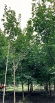 Клен остролистный