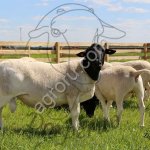 Бараны Дорпер / Dorper