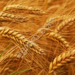 Пшеница мягкая