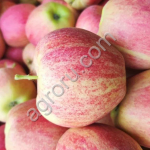 Яблоки оптом