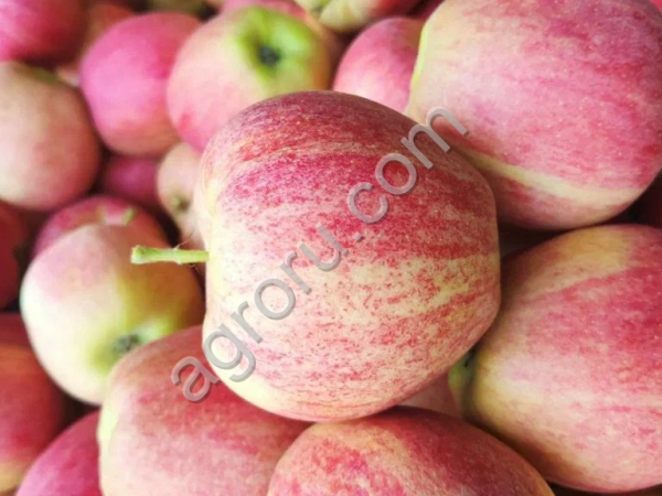 Яблоки оптом