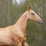 Соловый ахалтекинский жеребчик Галифакс