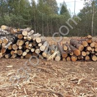 Вырубка, выкорчёвка, переработка в щепу деревьев и корней