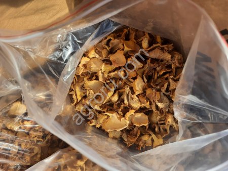 Гриб Лисичка сушёная